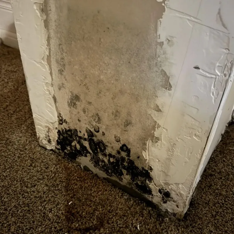 Professional Mold Removal in Young County, TX